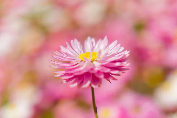 paper-daisy